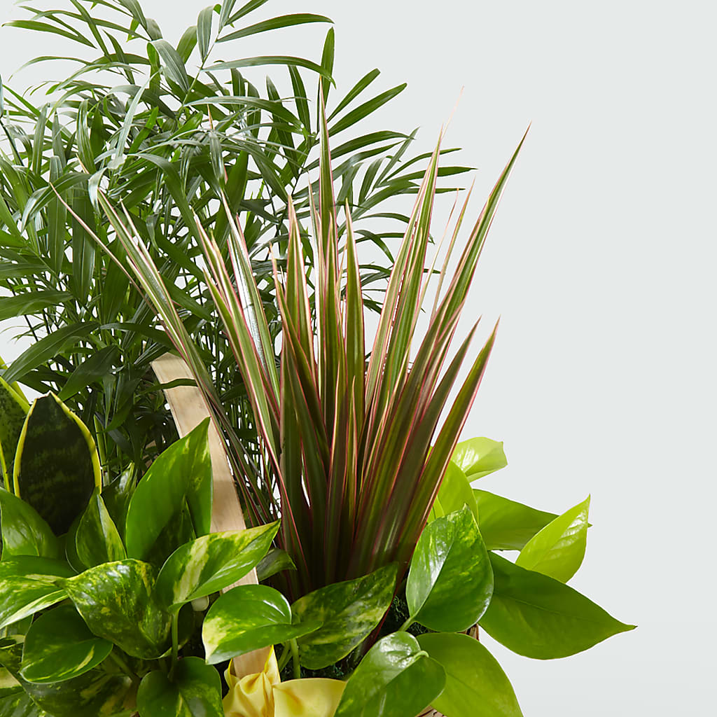 French Garden – Konbit Flowers Group Llc, Brooklyn NY