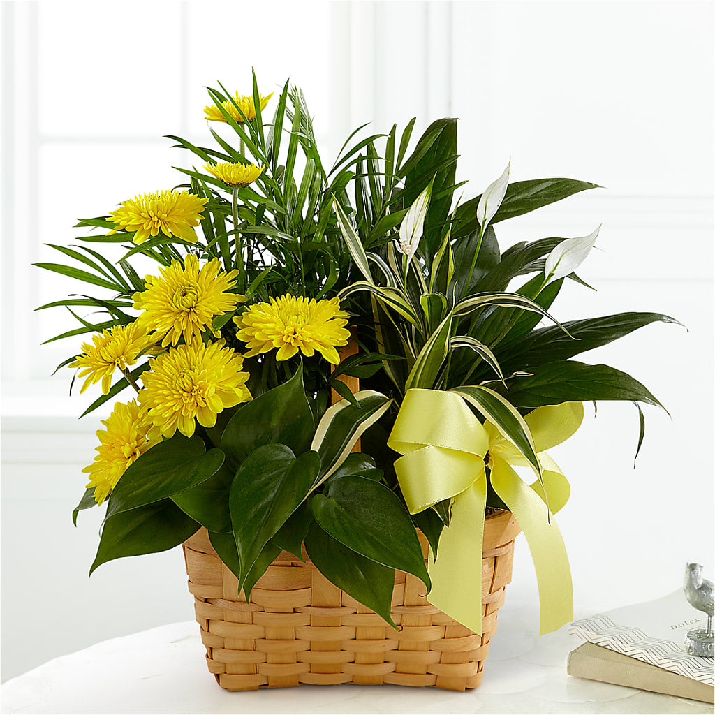 Loving Light Dishgarden – Konbit Flowers Group Llc, Brooklyn NY