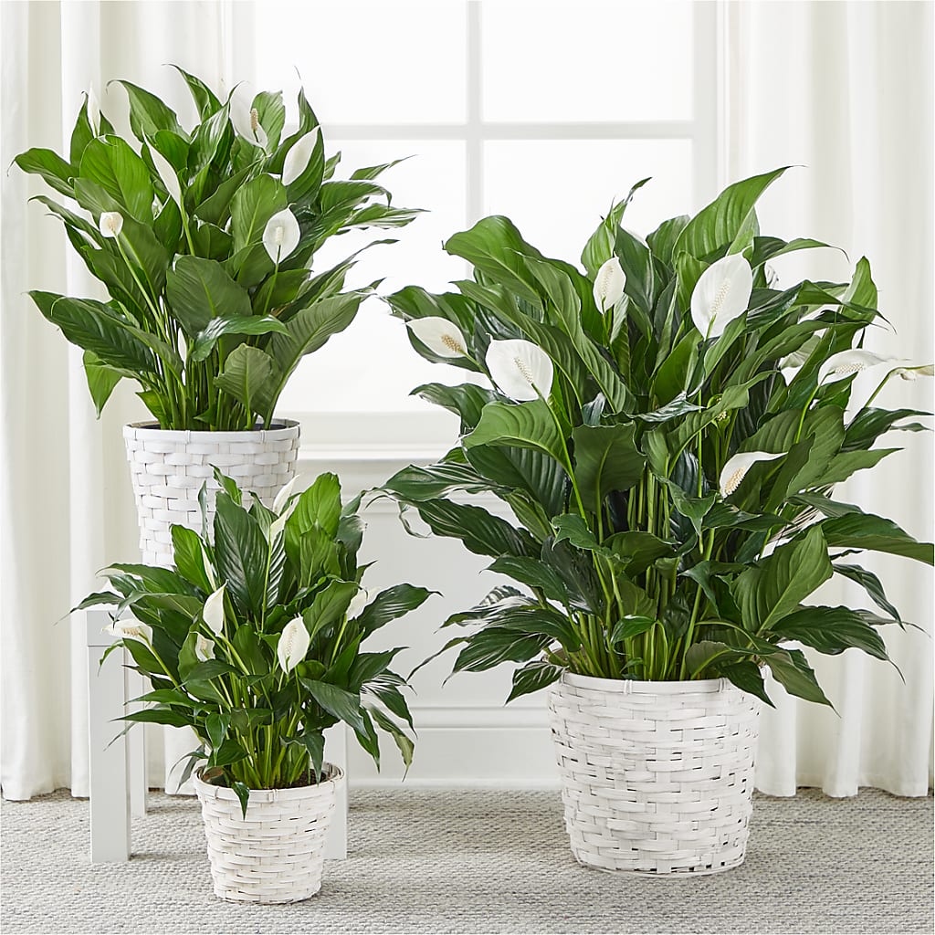A New Leaf Peace Lily – Konbit Flowers Group Llc, Brooklyn NY