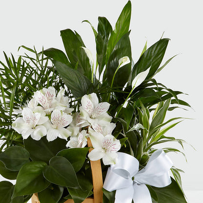 Peace & Serenity Dishgarden –  Konbit Flowers Group Llc, Brooklyn NY
