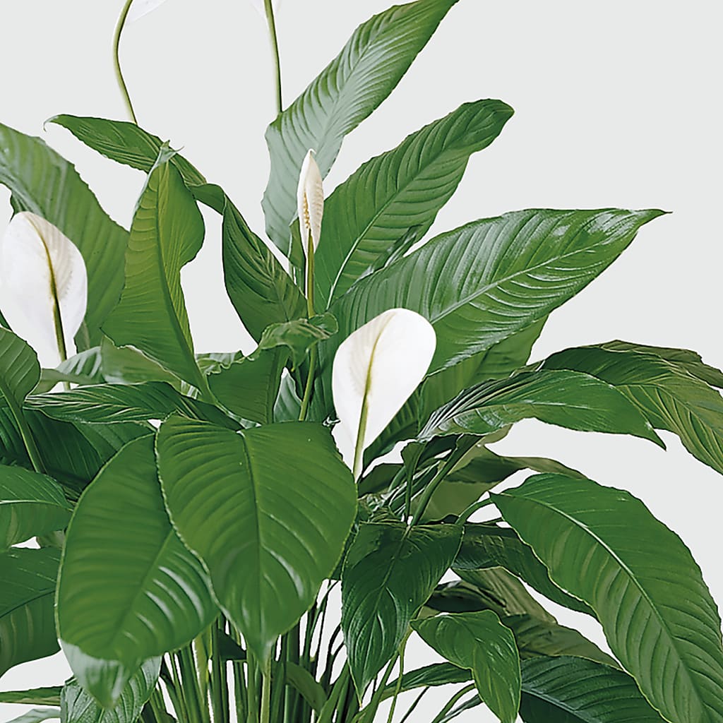 Tranquil Moments Peace Lily Plant –  Konbit Flowers Group Llc, Brooklyn NY