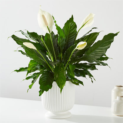 Comfort Planter –  Konbit Flowers Group Llc, Brooklyn NY