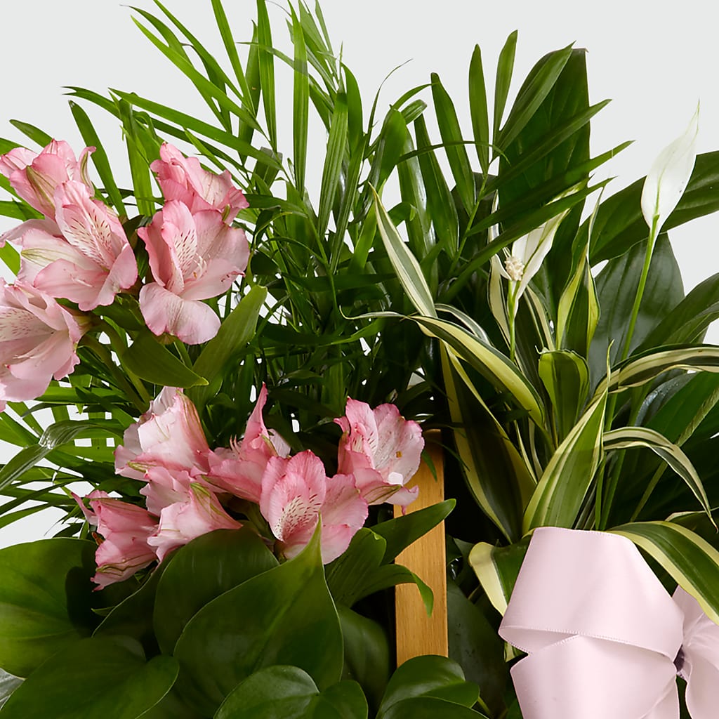 Living Spirit Dishgarden –  Konbit Flowers Group Llc, Brooklyn NY