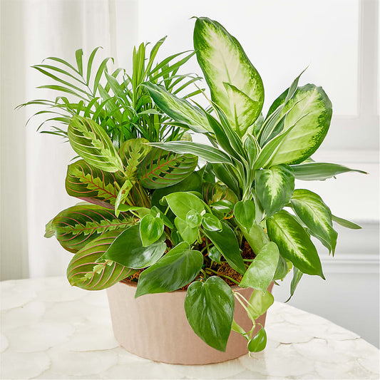 Balance & Harmony Dishgarden –  Konbit Flowers Group Llc, Brooklyn NY