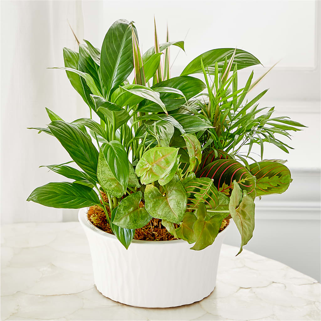 Balance & Harmony Dishgarden –  Konbit Flowers Group Llc, Brooklyn NY