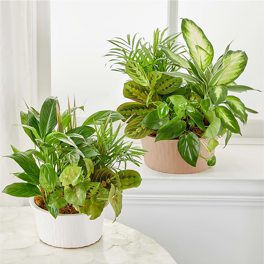 Balance & Harmony Dishgarden –  Konbit Flowers Group Llc, Brooklyn NY