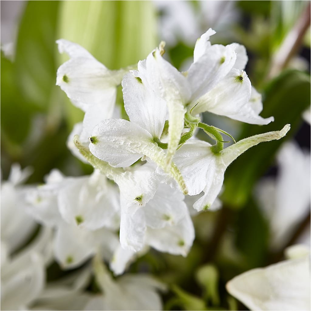 Classic Ivory – A Florist Original –  Konbit Flowers Group Llc, Brooklyn NY